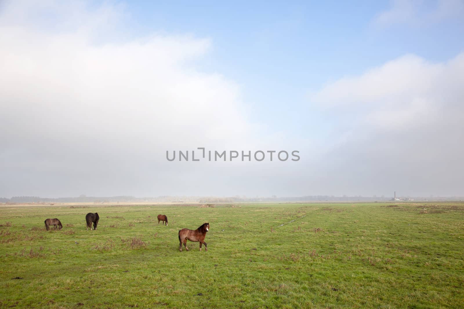 dark horse and brown ponies in dutch polder