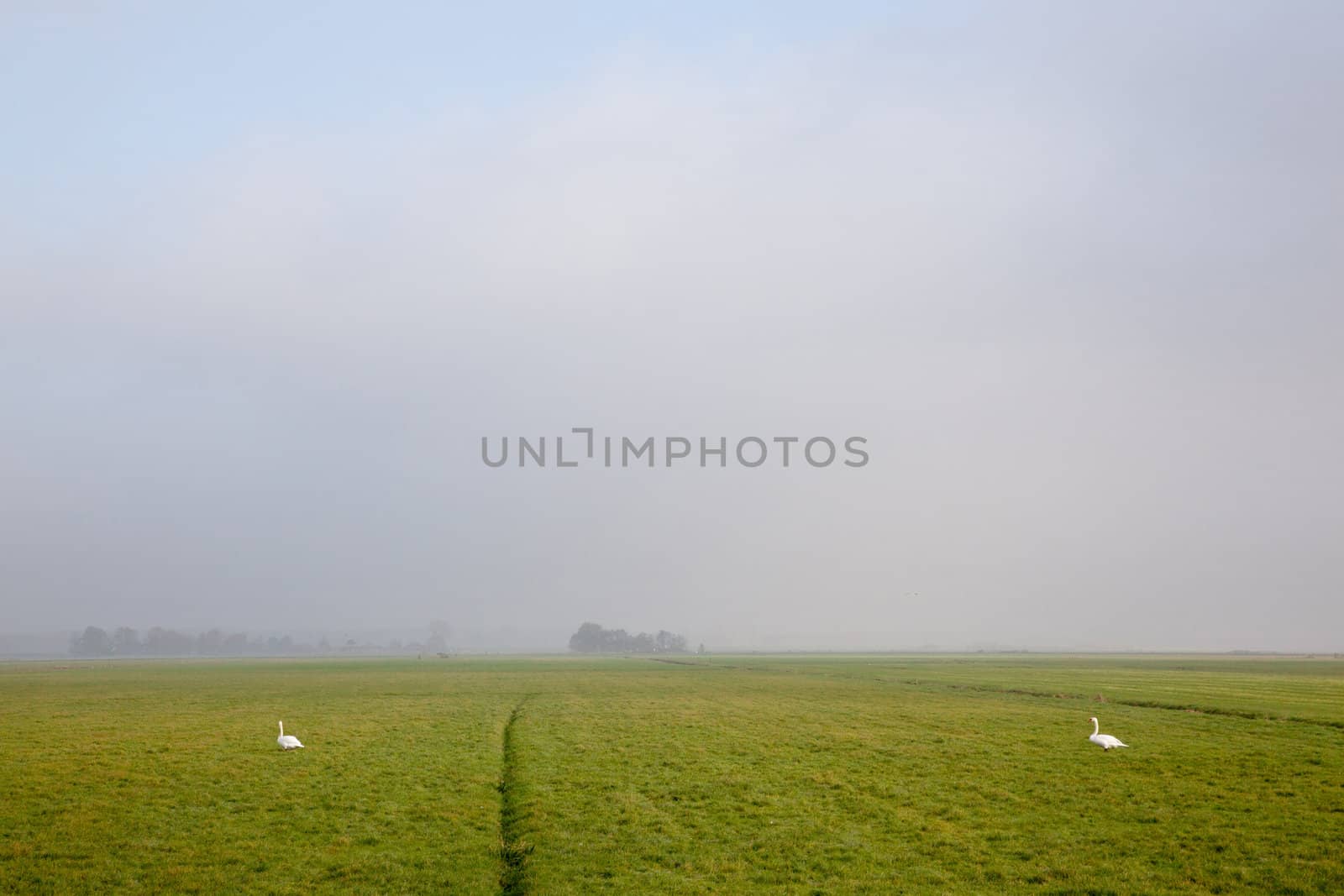 two swans in meadow dutch polder arkemheen