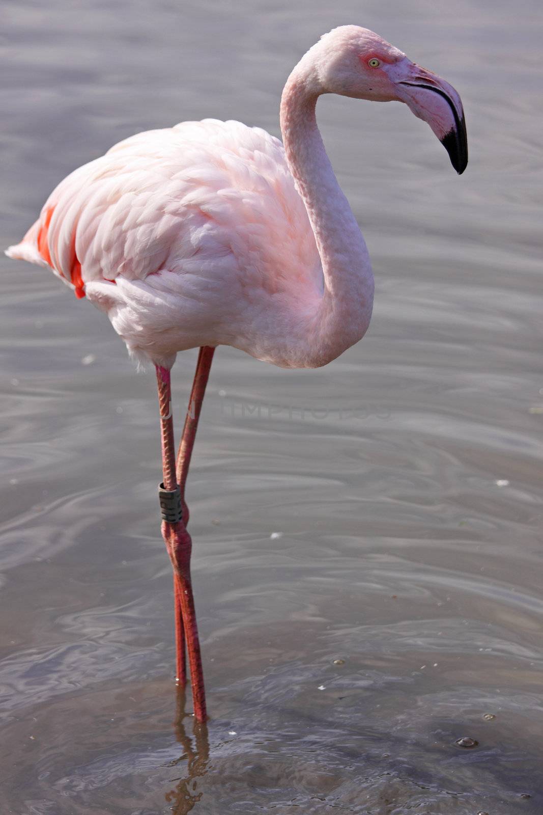 Greater Flamingo 1 by pjhpix