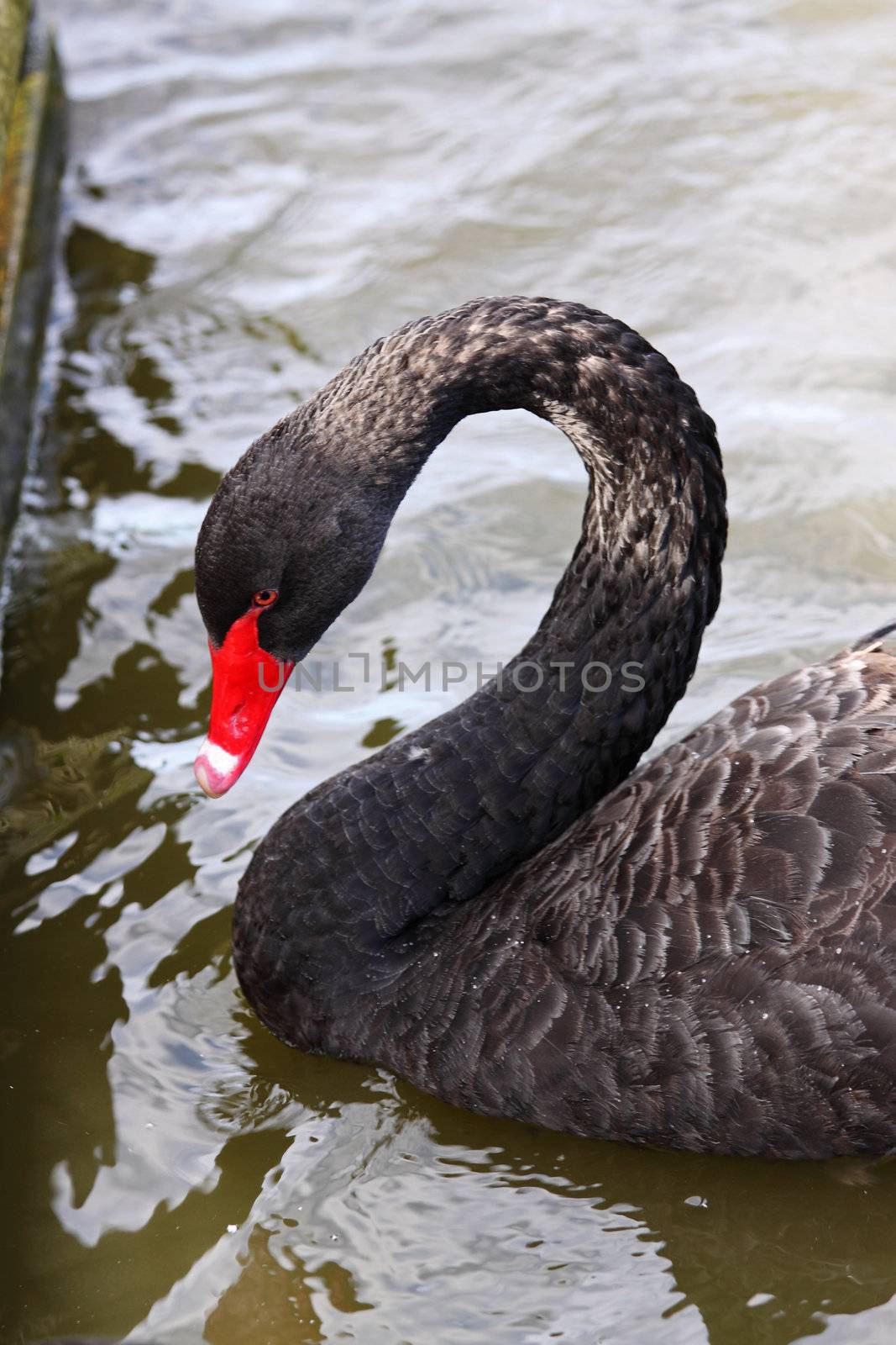 Black swan (cygnus atratus) native to Australia