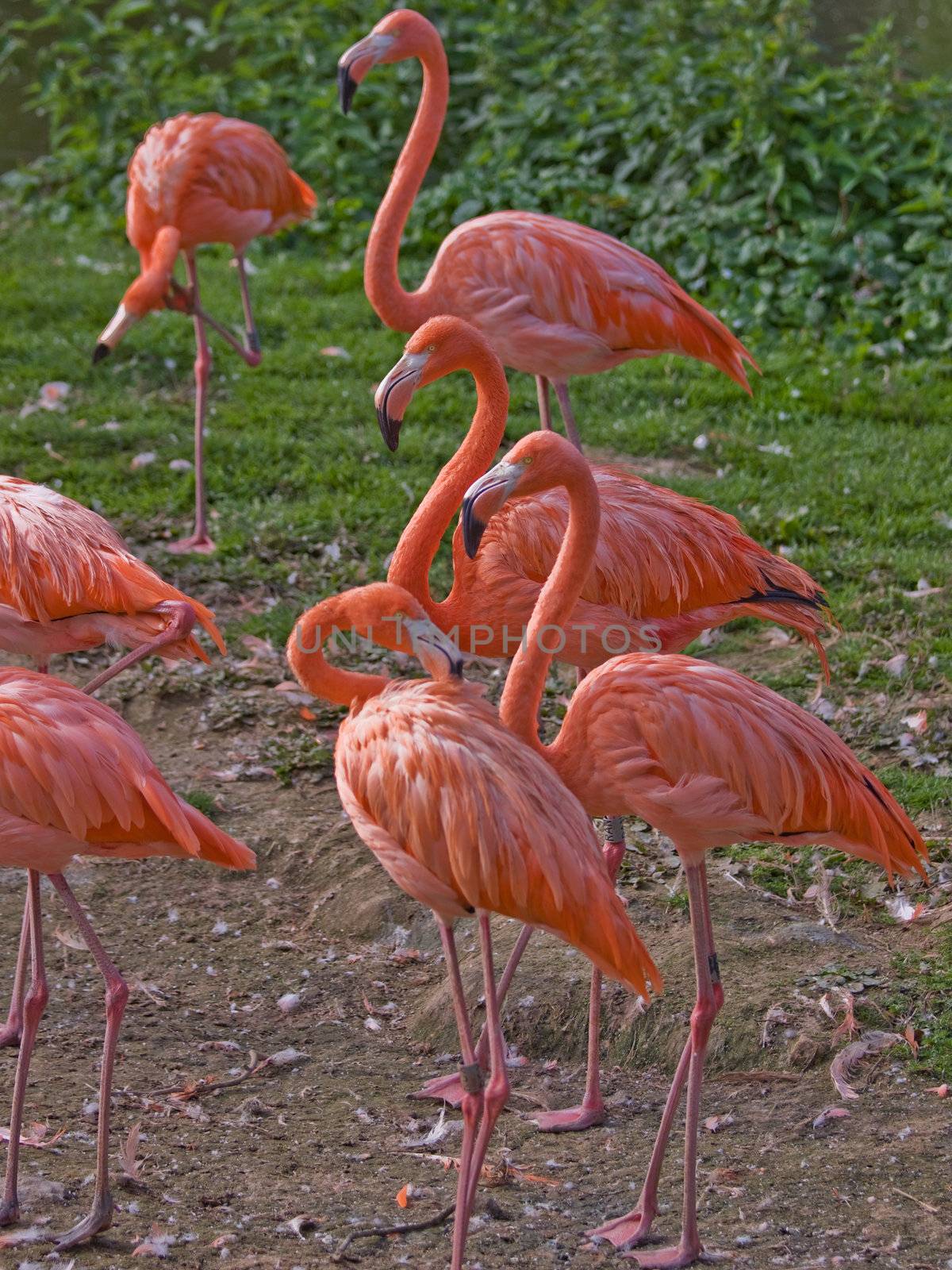 Caribbean Flamingo (phoenicopterus ruber) flock