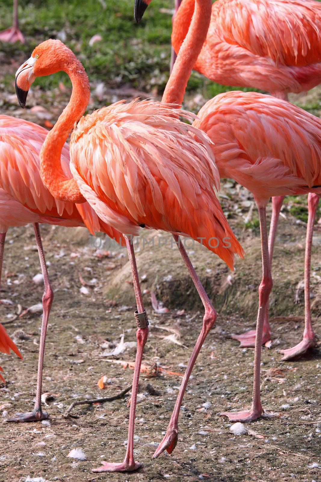 Caribbean Flamingo (phoenicopterus ruber) flock