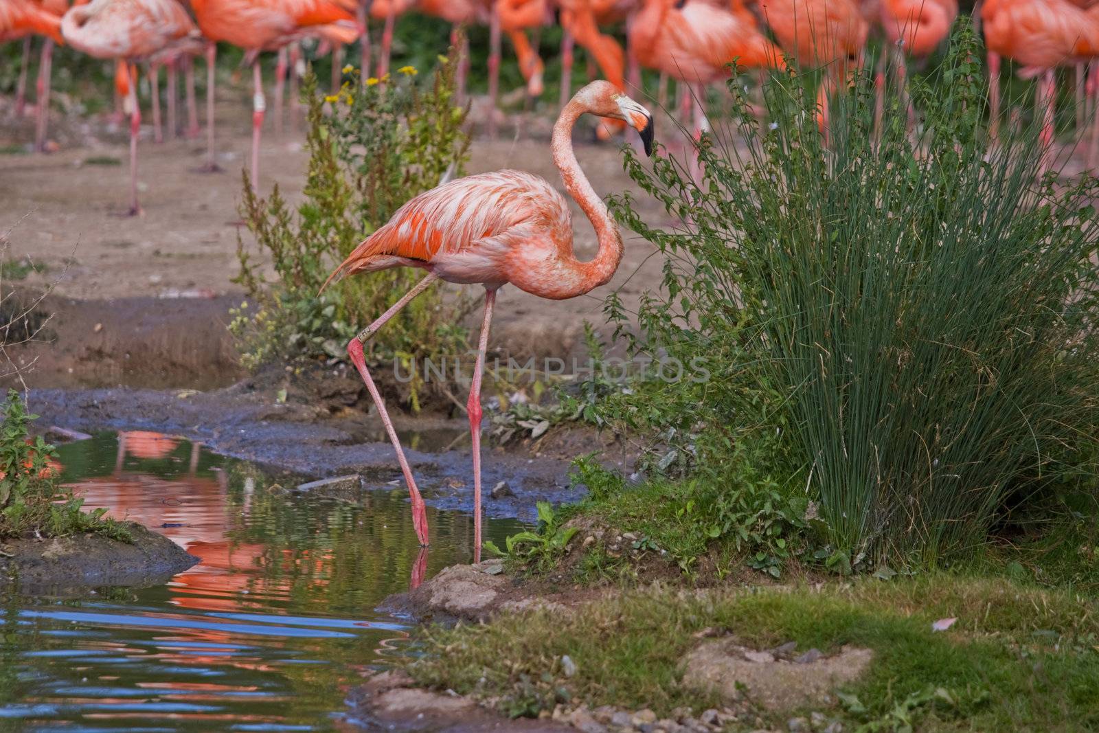 Caribbean Flamingo (phoenicopterus ruber)