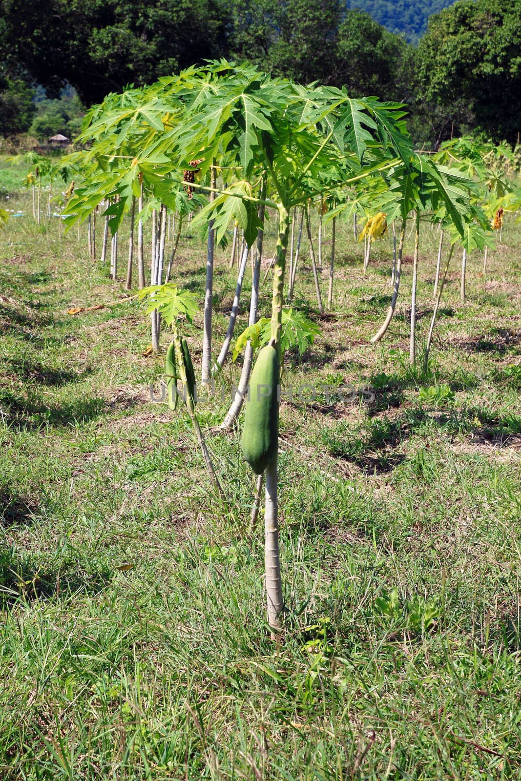 Papayas in the small tree, in Thailand