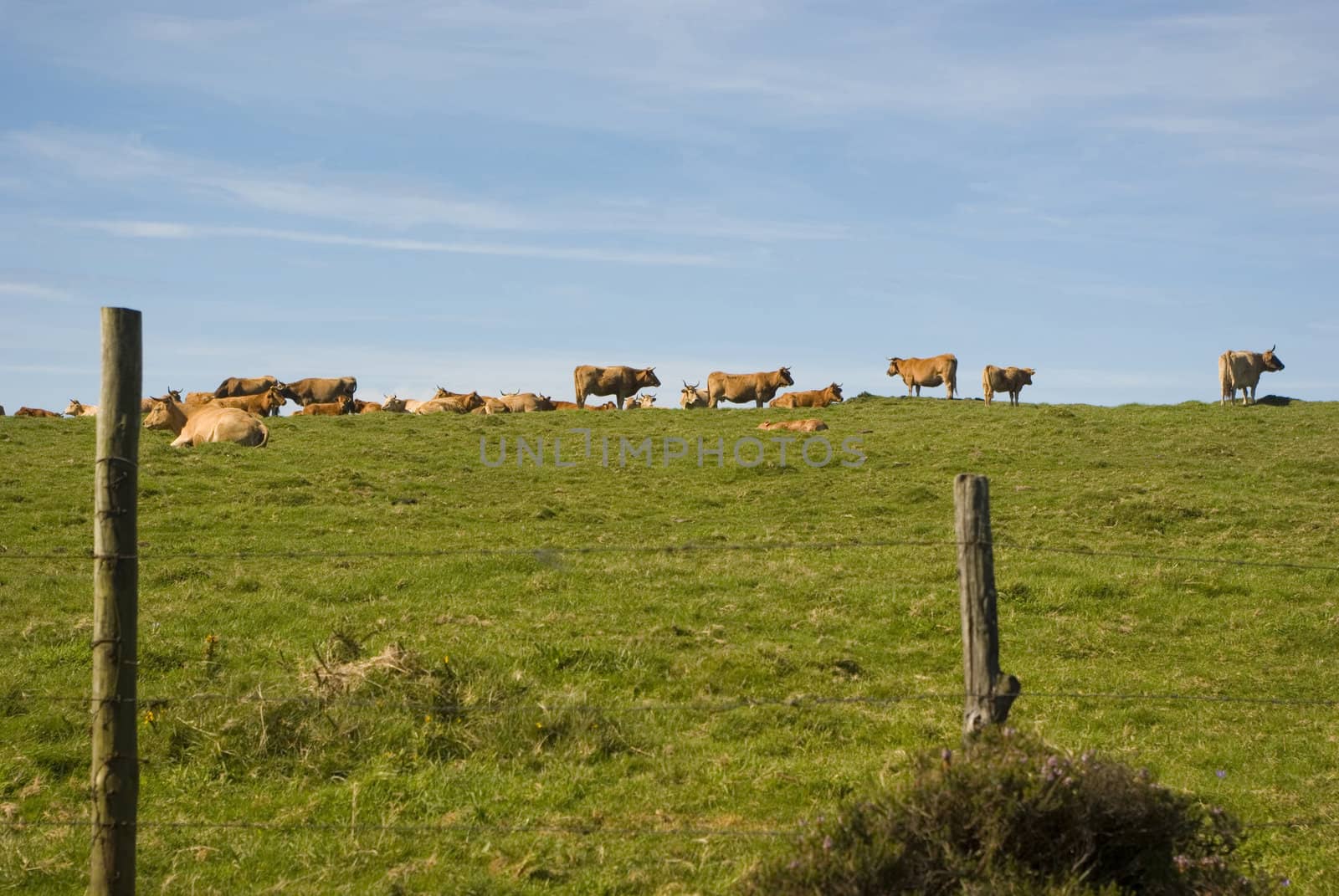 Cows in field by Silvia