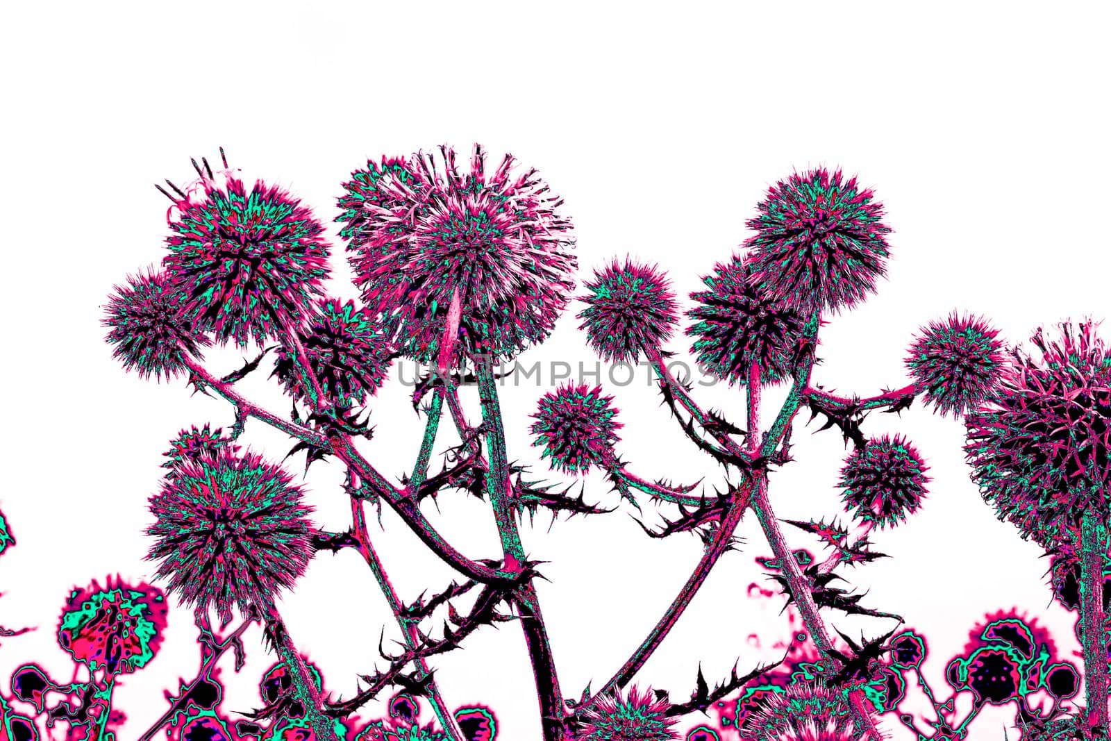 Toned spherical thistle flowers over white by qiiip