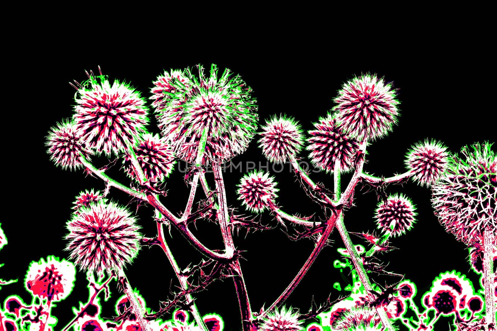 Spherical thistle flowers (Echinops ritro) on the black background. Toned herbal texture in bright saturated colors