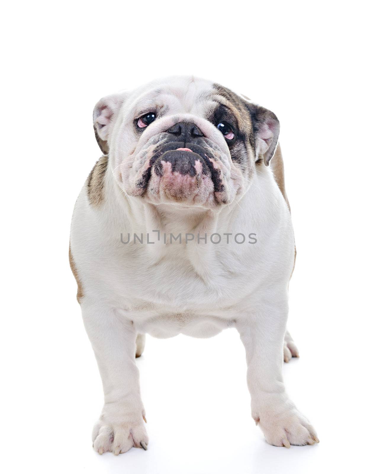 English Bulldog by milinz