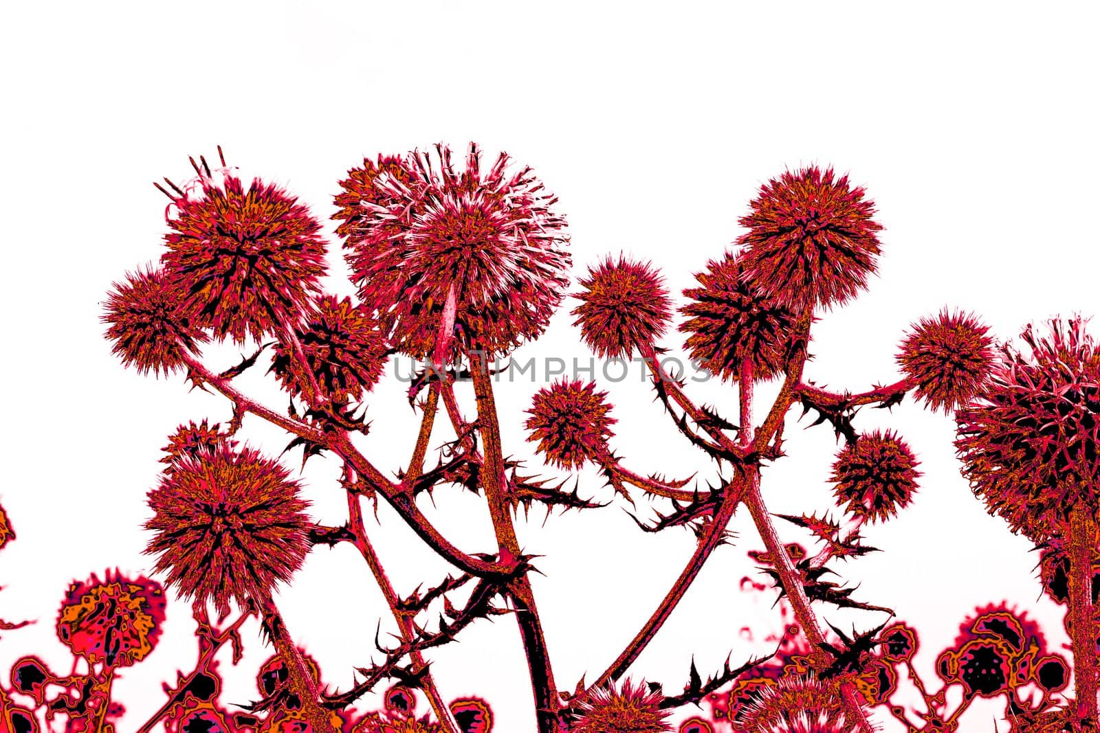 Toned in reddish thistle flowers over white by qiiip