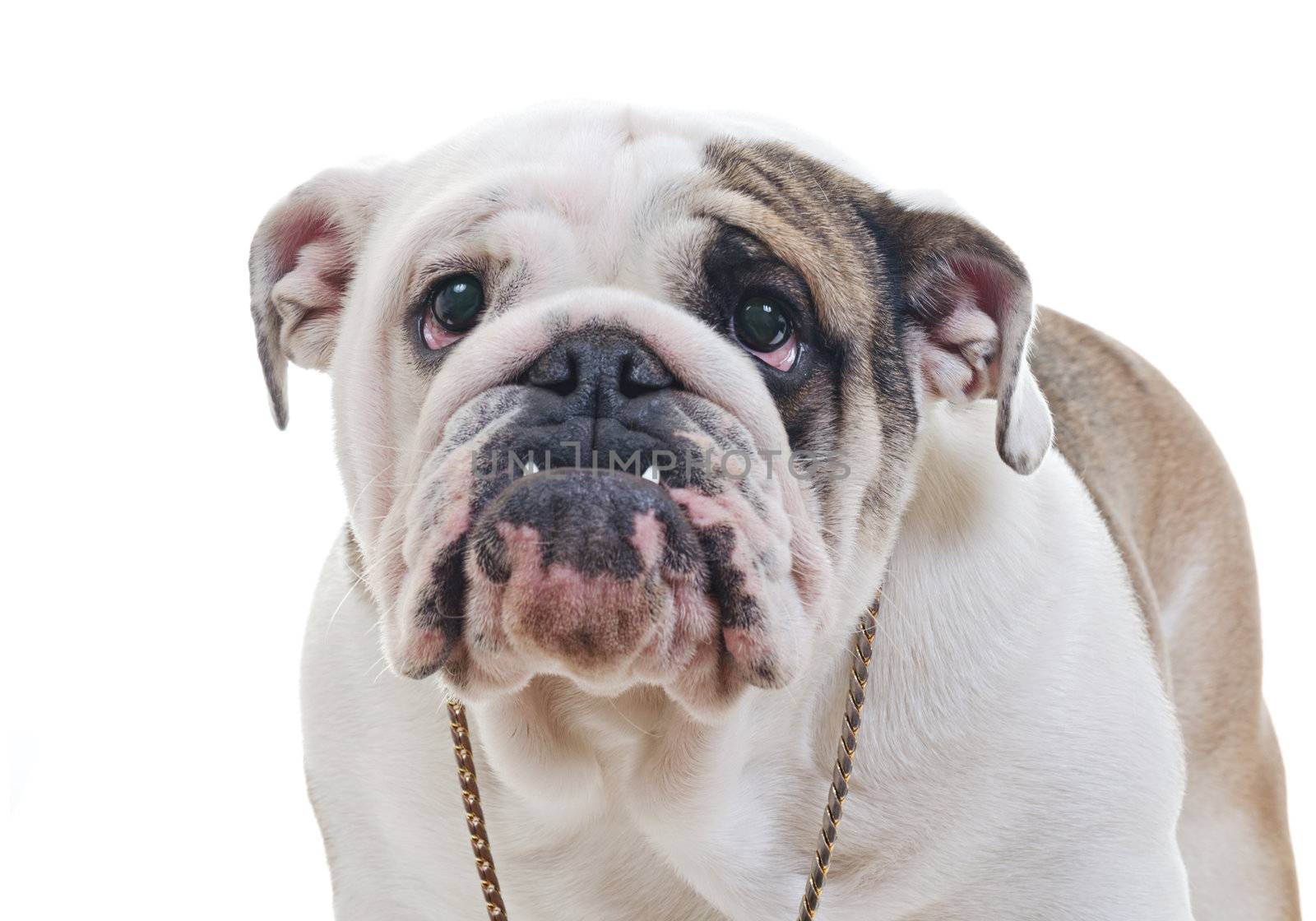 English Bulldog wearing necklace standing over white background, eye contact