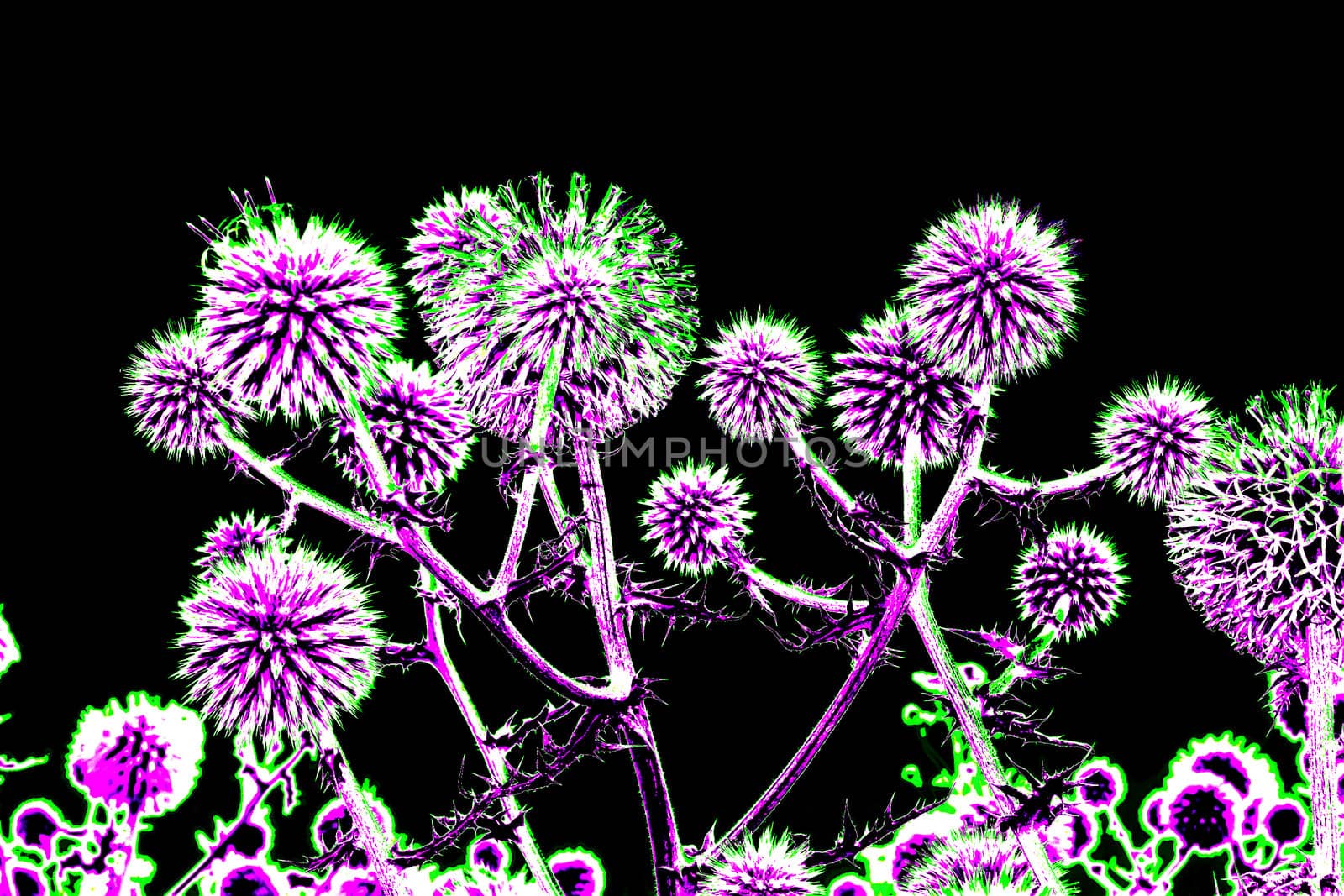 Toned spherical thistle flowers over black by qiiip