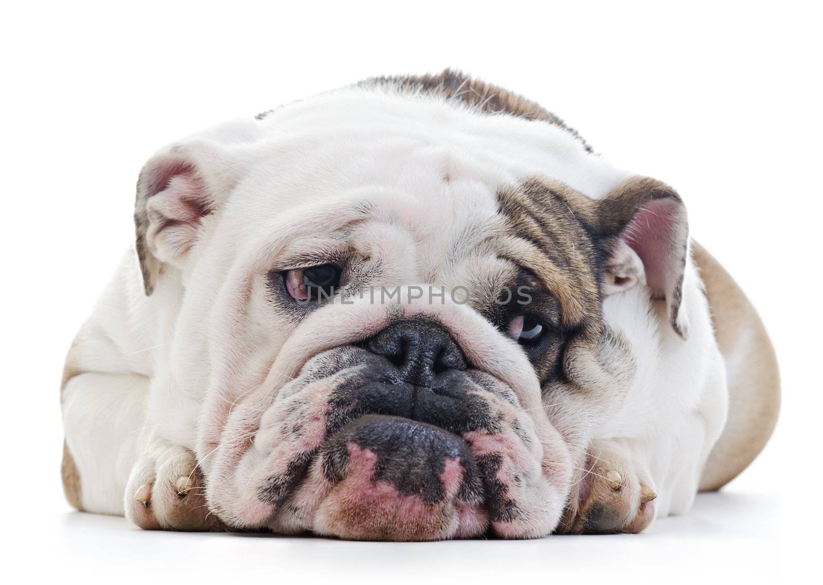 English Bulldog laying over white background, shy looking off camera