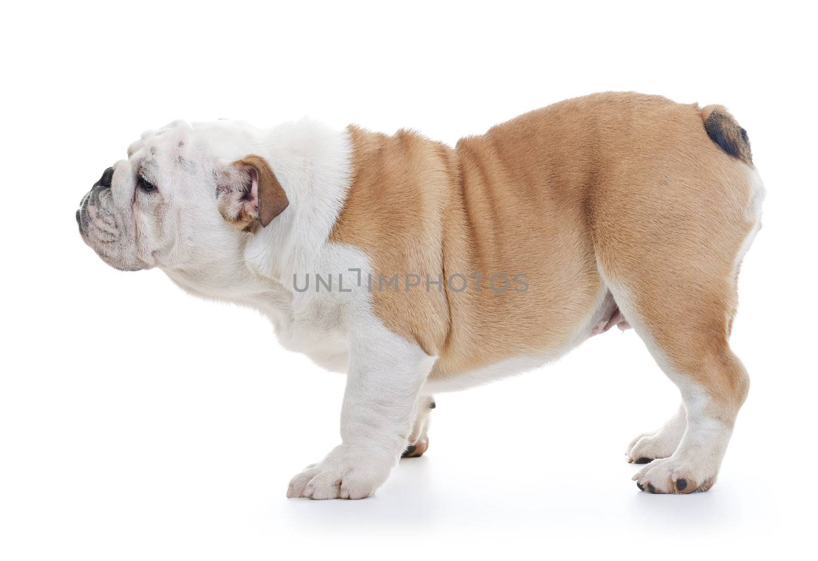 English Bulldog Dog standing, Profile shot over white