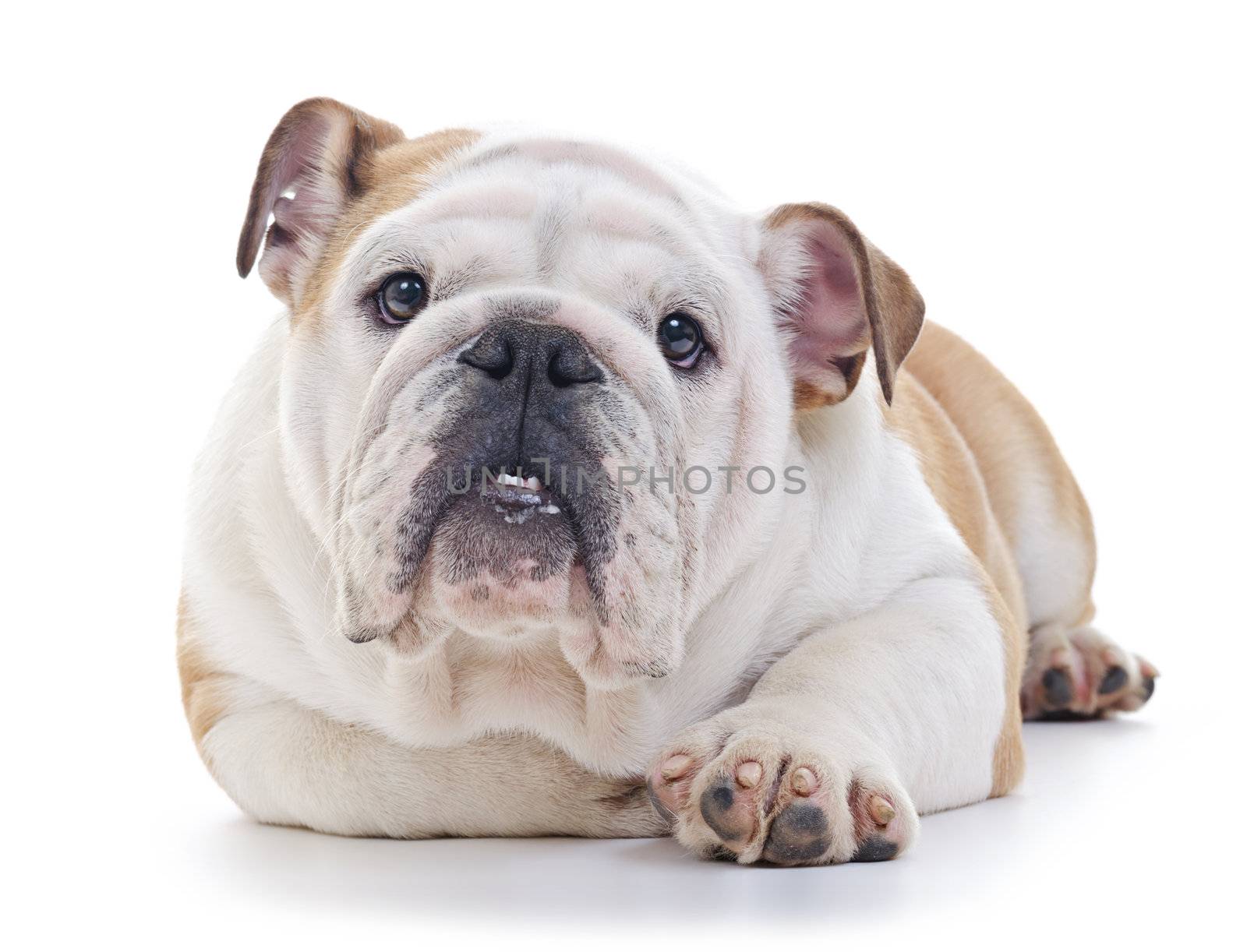 English Bulldog Dog laying and looking into camera, eye contact, over white