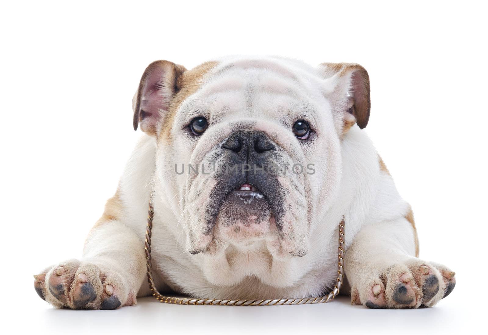 English Bulldog wearing necklace laying over white background, eye contact