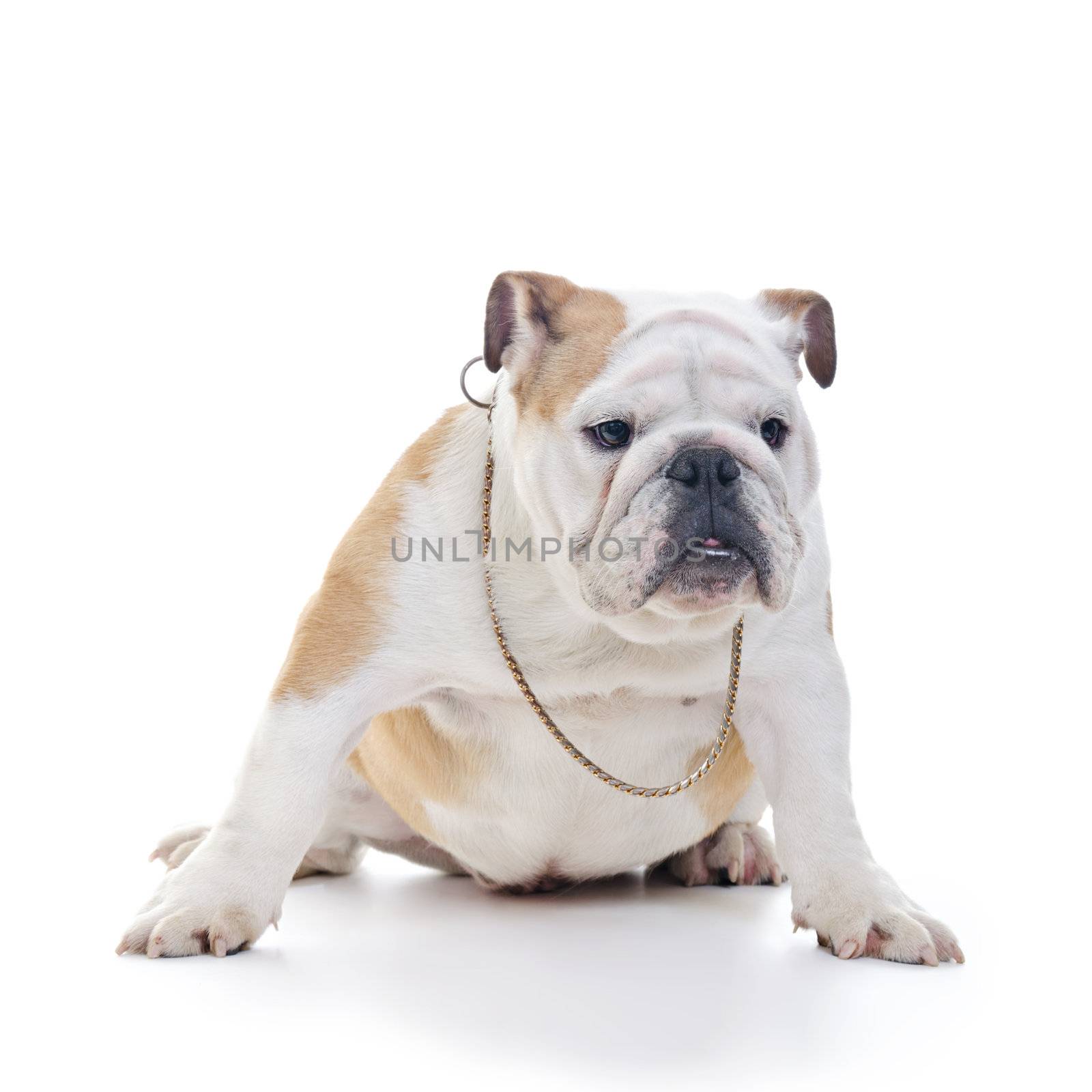 english bulldog dog waring gold colored neckleace sitting and looking off camera, over white