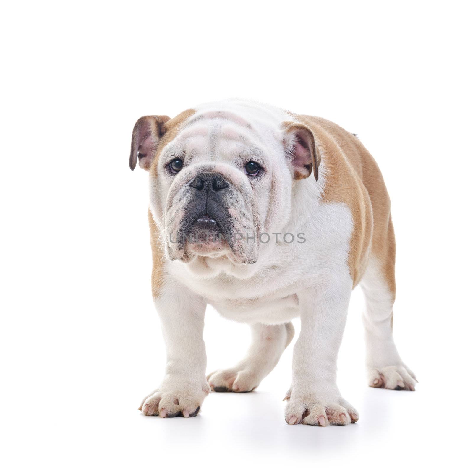 English bulldog standing still over white background