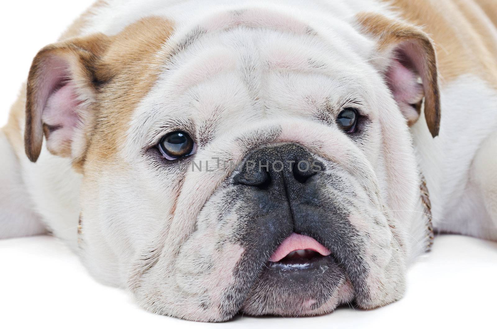 Extreme closeup of english bulldog dog head over white