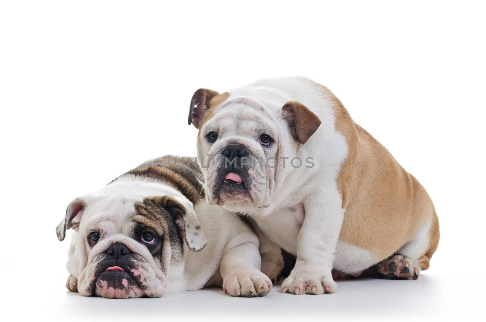 two english bulldogs over white background, horizontal shot