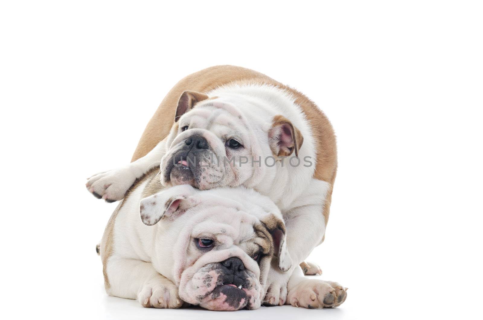 english bulldogs playing, one dog on top of other, Horizontal shot over white