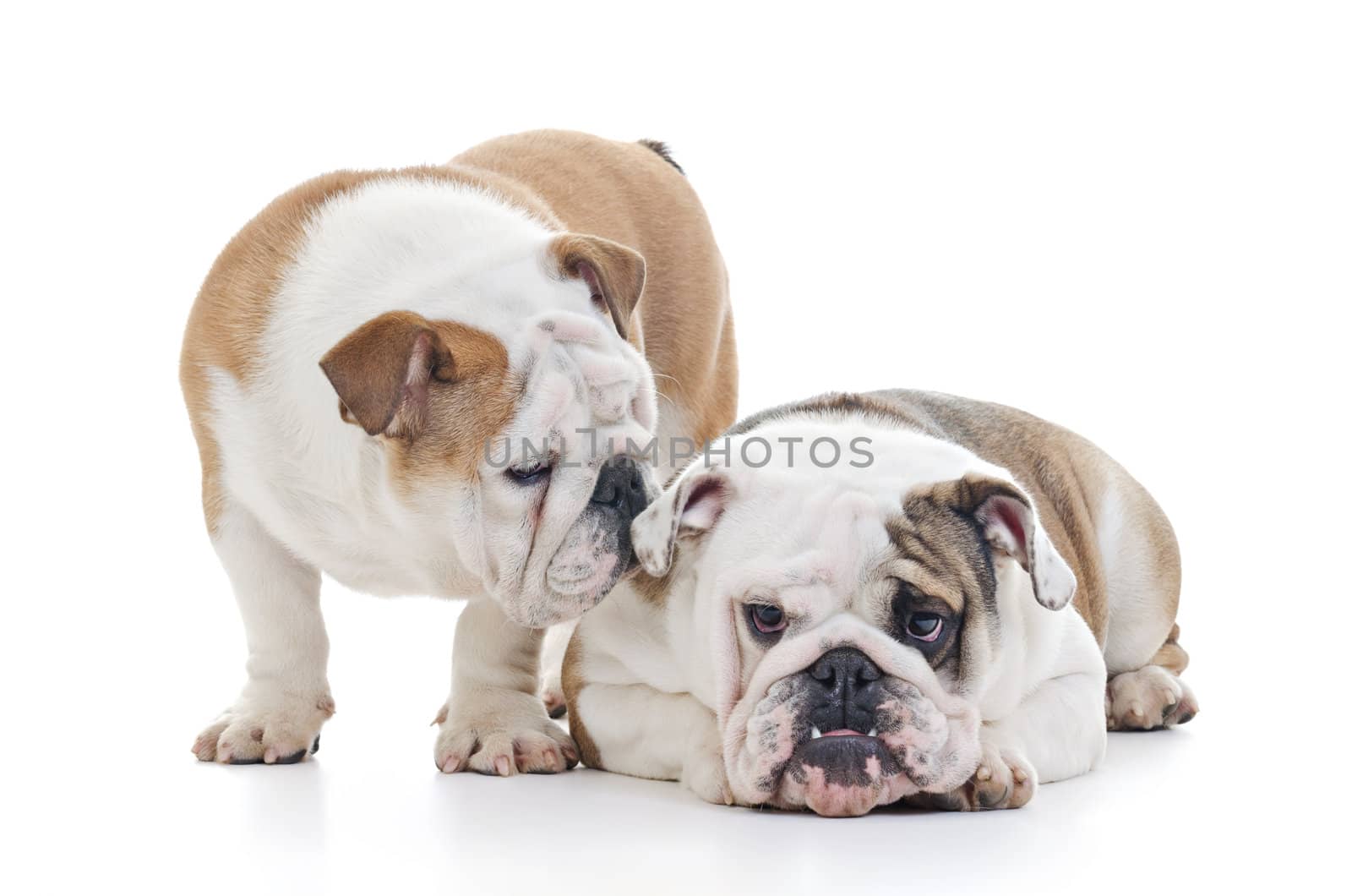 two english bulldog dogs over white background, it looks like one is whispering to the other