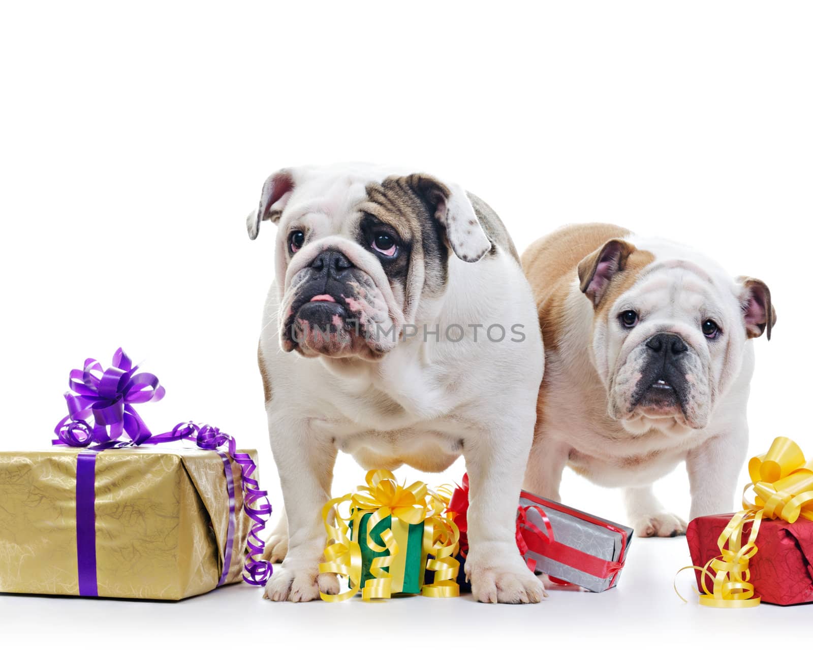 Two English Bulldog dogs over standing near and above gift boxes on white background, selective focus