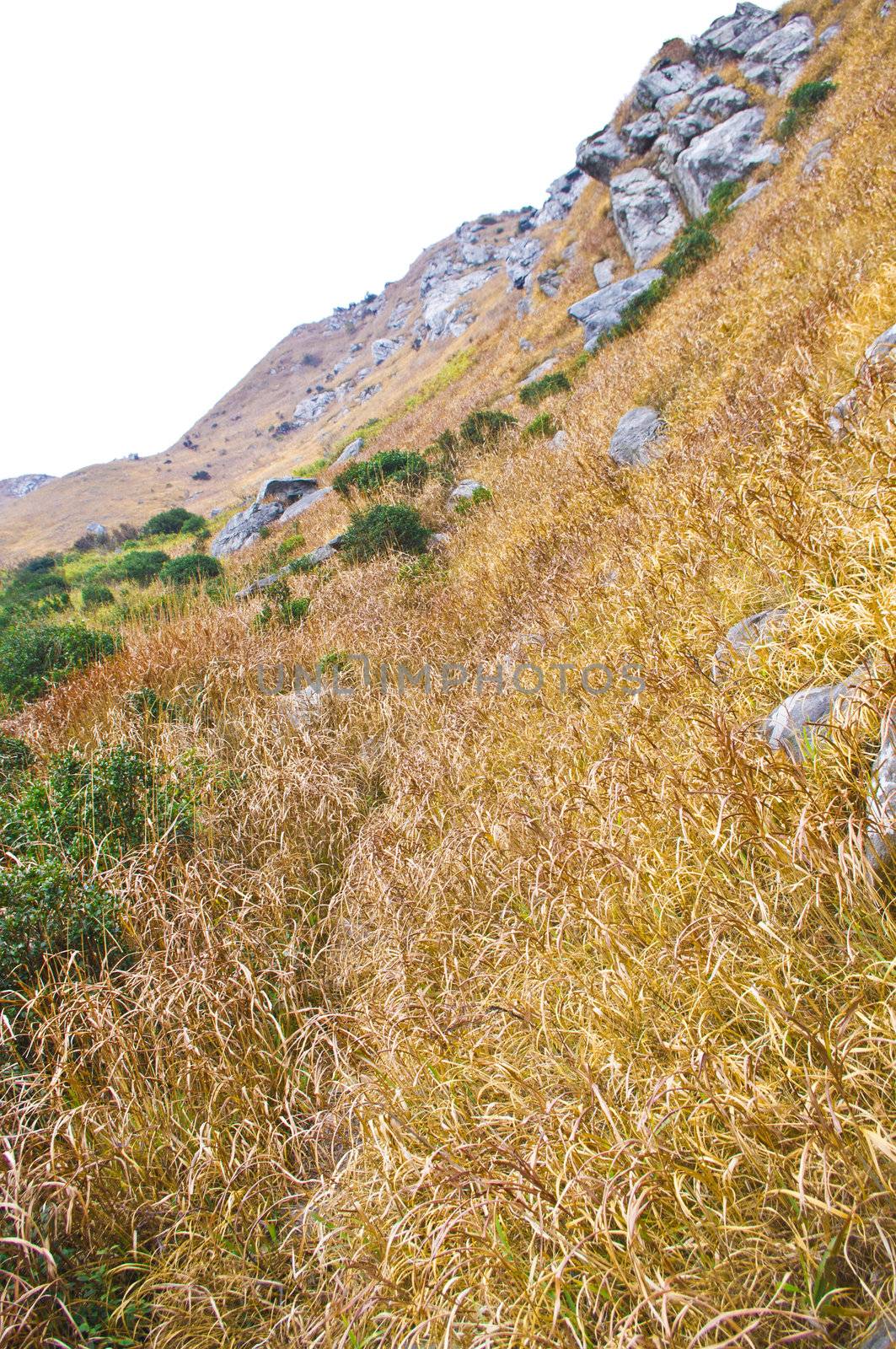 mountaintop with yellow grass at south china