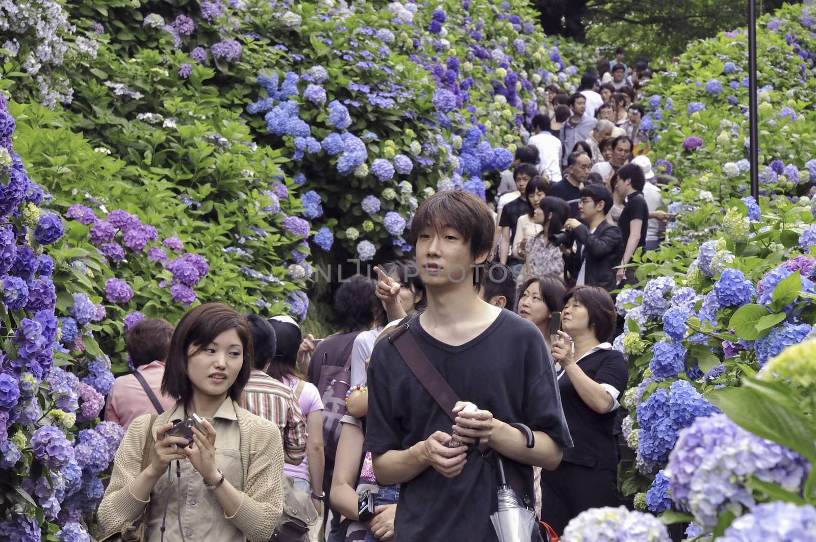 Kamakura, Japan -June 21, 2008: many people come to watch blossom Hydrangeas in Kamakura town. Traditionally this event takes place in June.