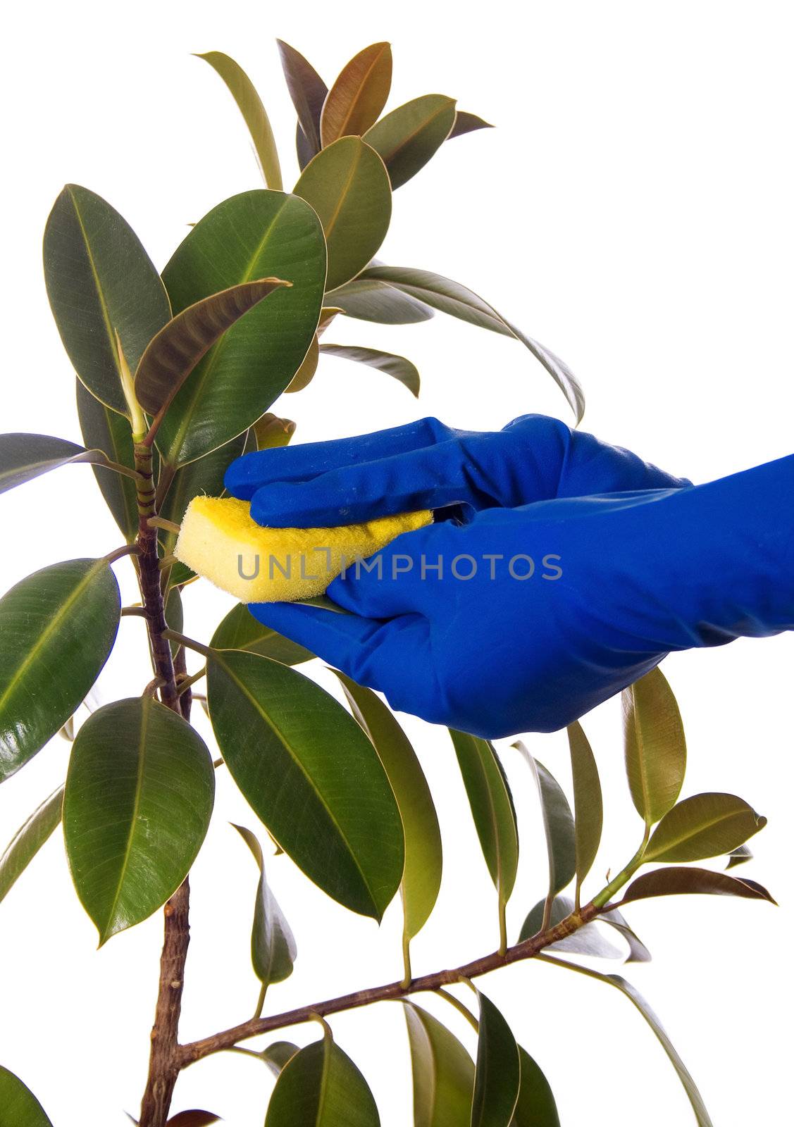 girl in gloves cleans a home flower