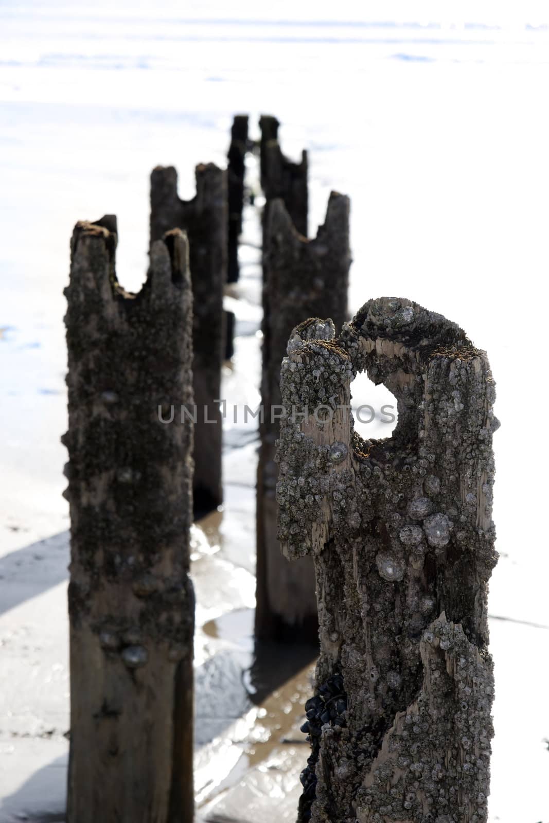 sunshine over the beach breakers covered in periwinkles in Youghal county Cork Ireland