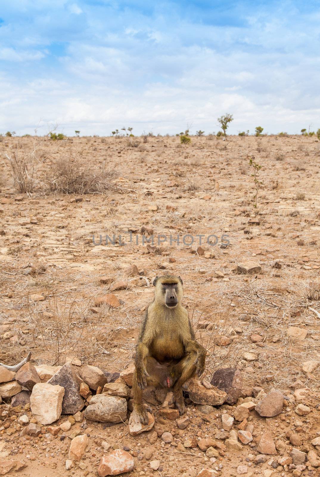 Kenya, Tsavo East National Park. A free baboon in her land