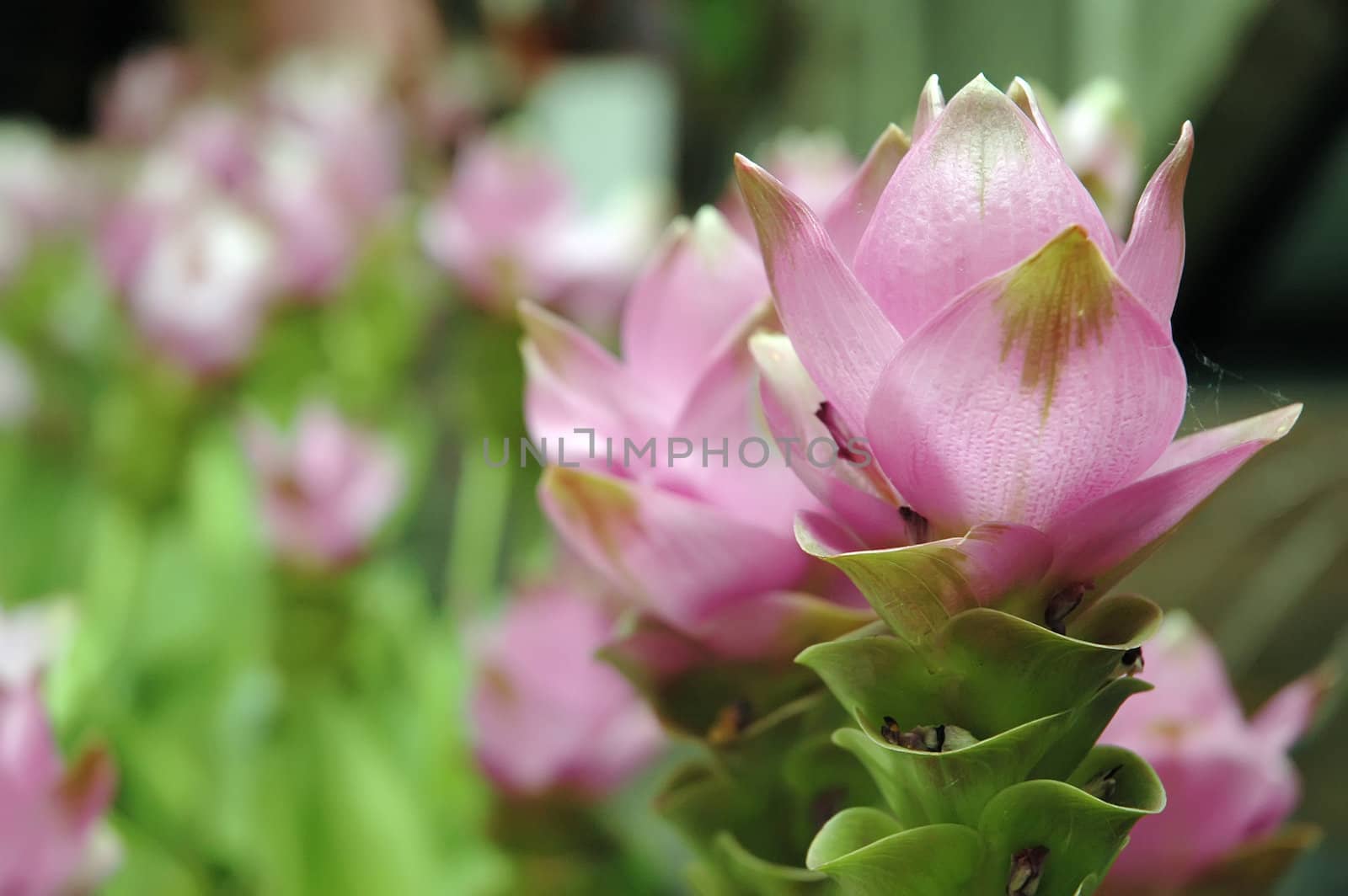 Flowers in the garden