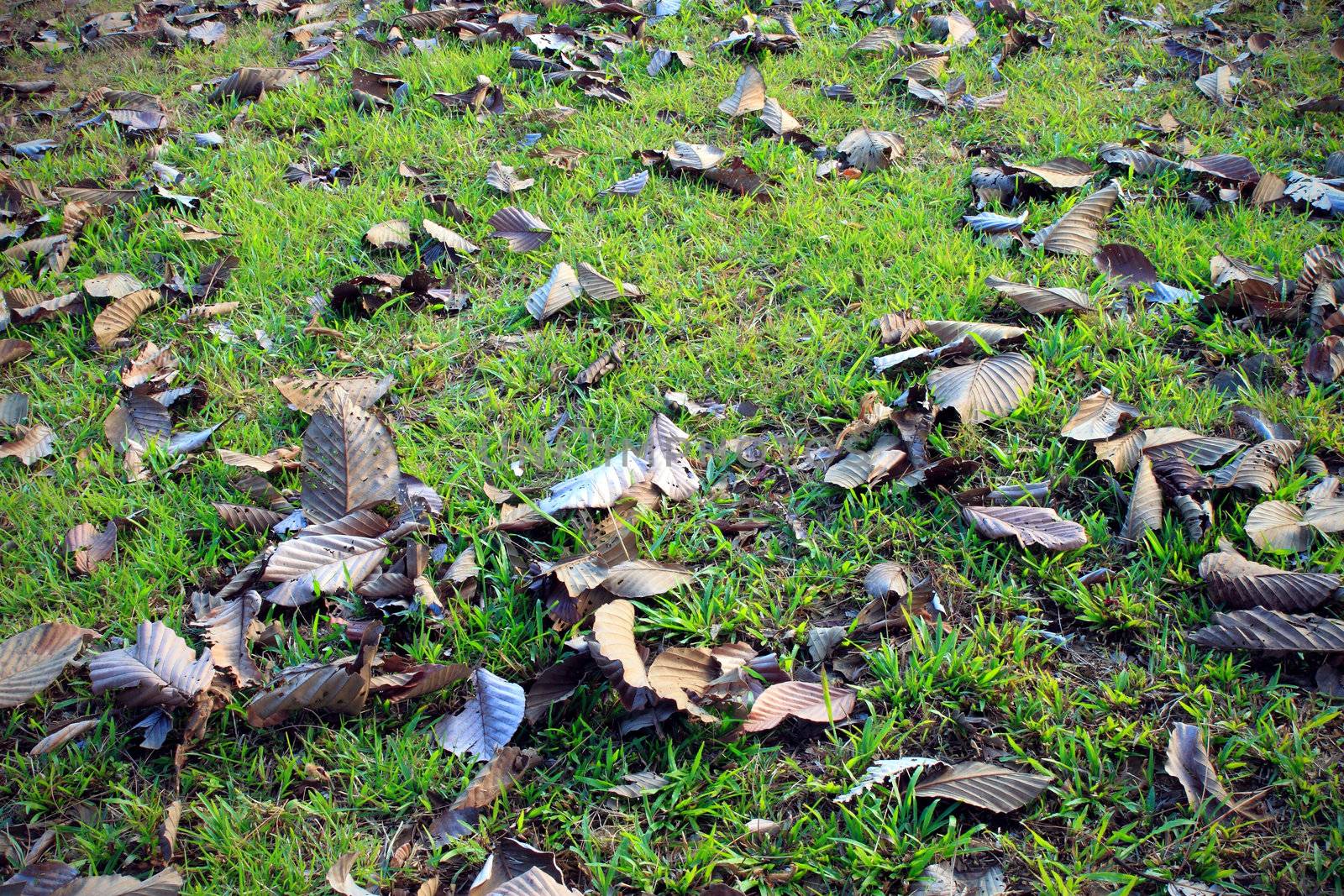 Autumn leafs in the green grass landscape fragment background by geargodz