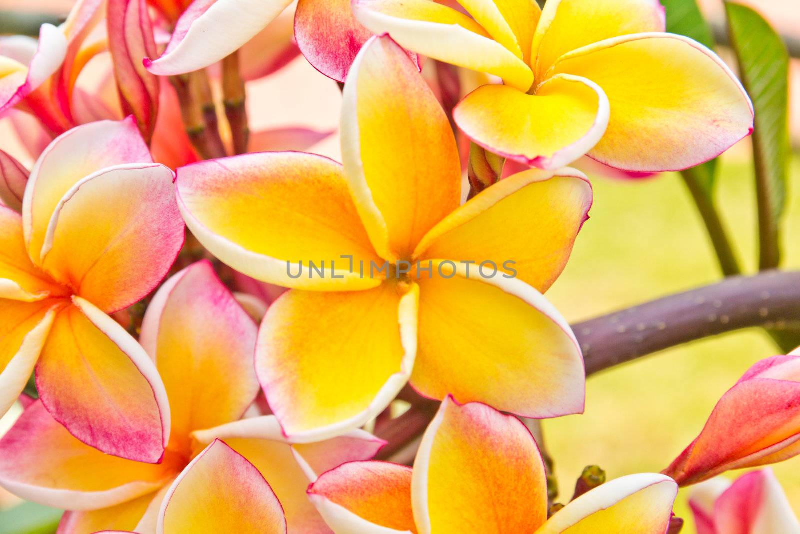 frangipani flowers in garden