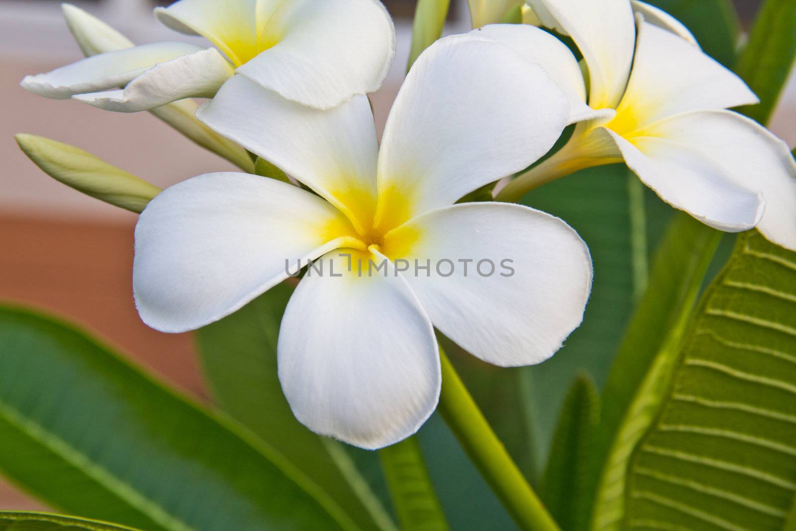 frangipani flowers  by dommon44