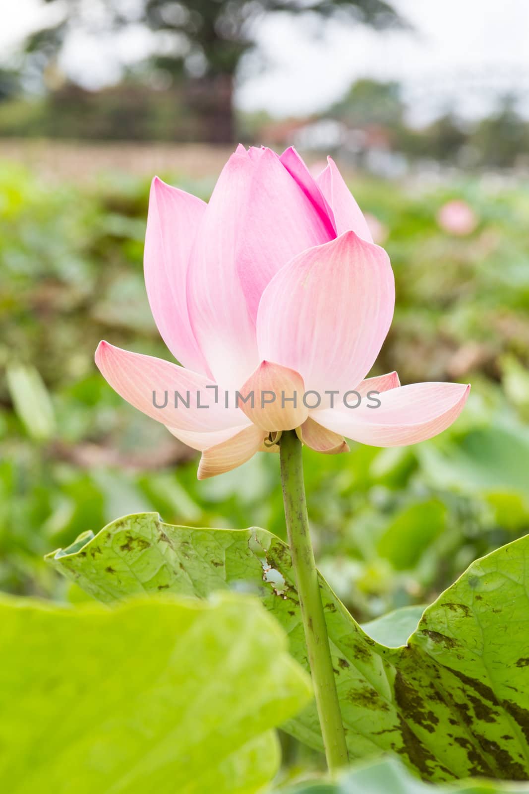 Lotus flower in the pond