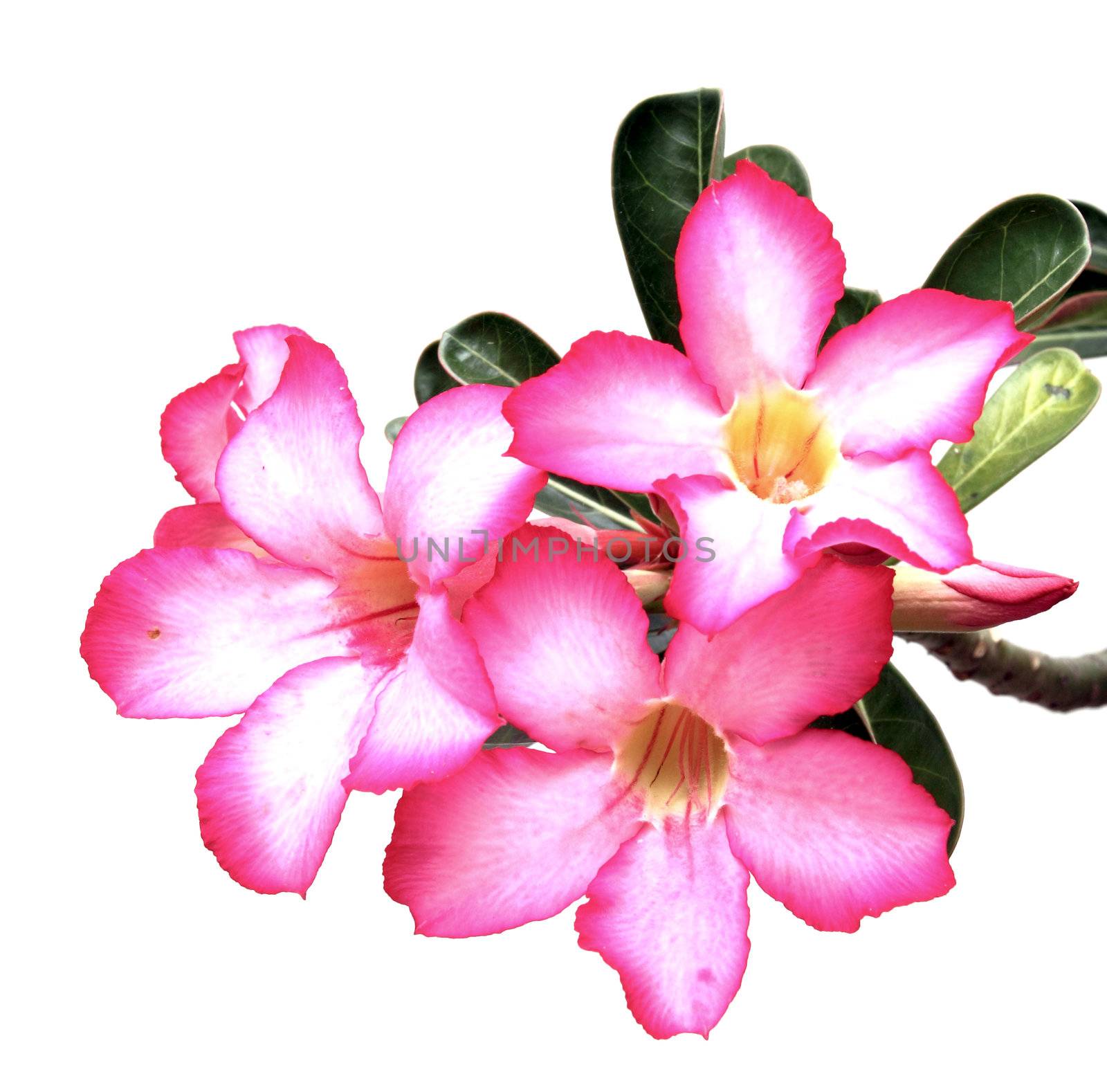 Desert rose flowers on white background