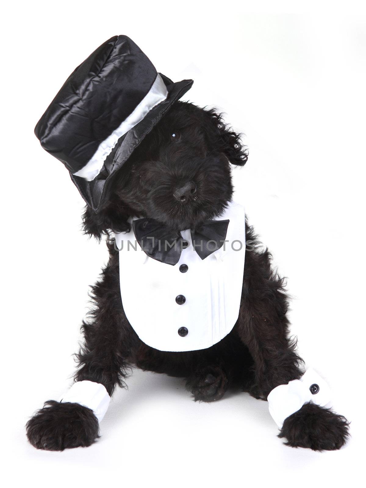 Black Russian Terrier Puppy Dog on White Background