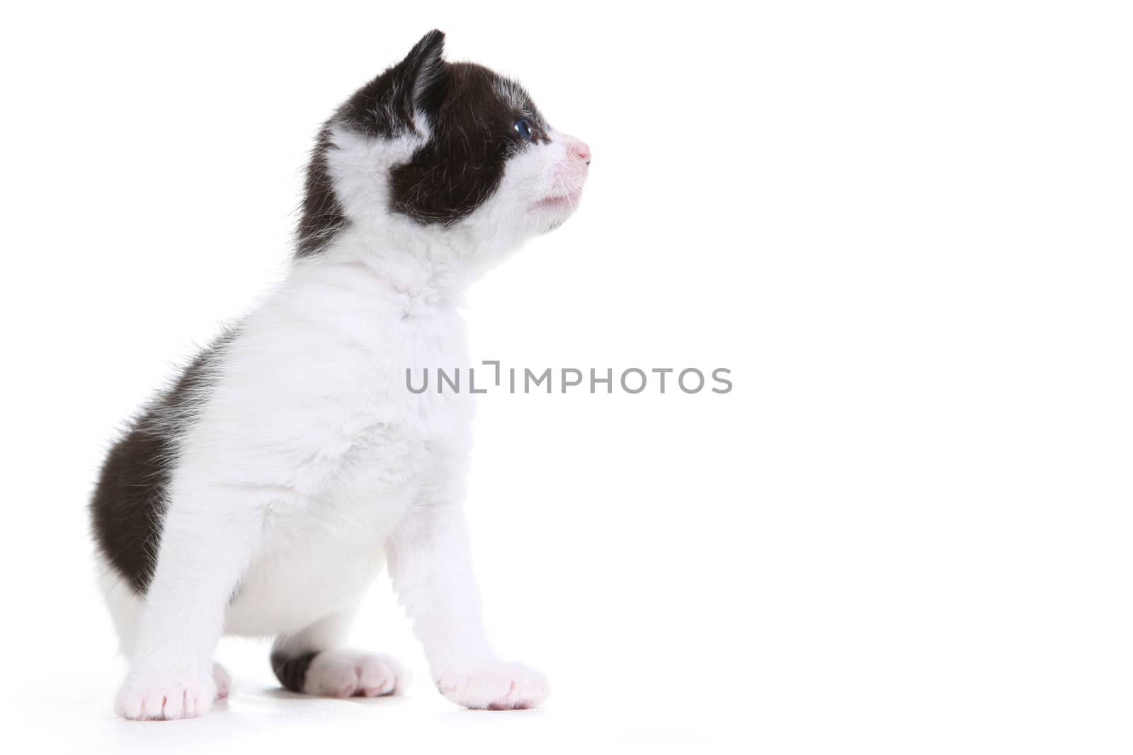 Kitten Portrait in Studio on White Background by tobkatrina