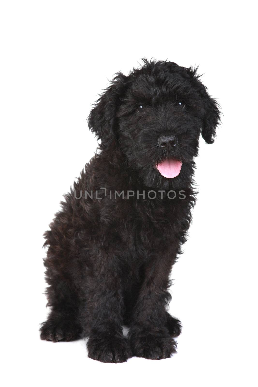 Cute Black Russian Terrier Puppy Dog on White Background by tobkatrina