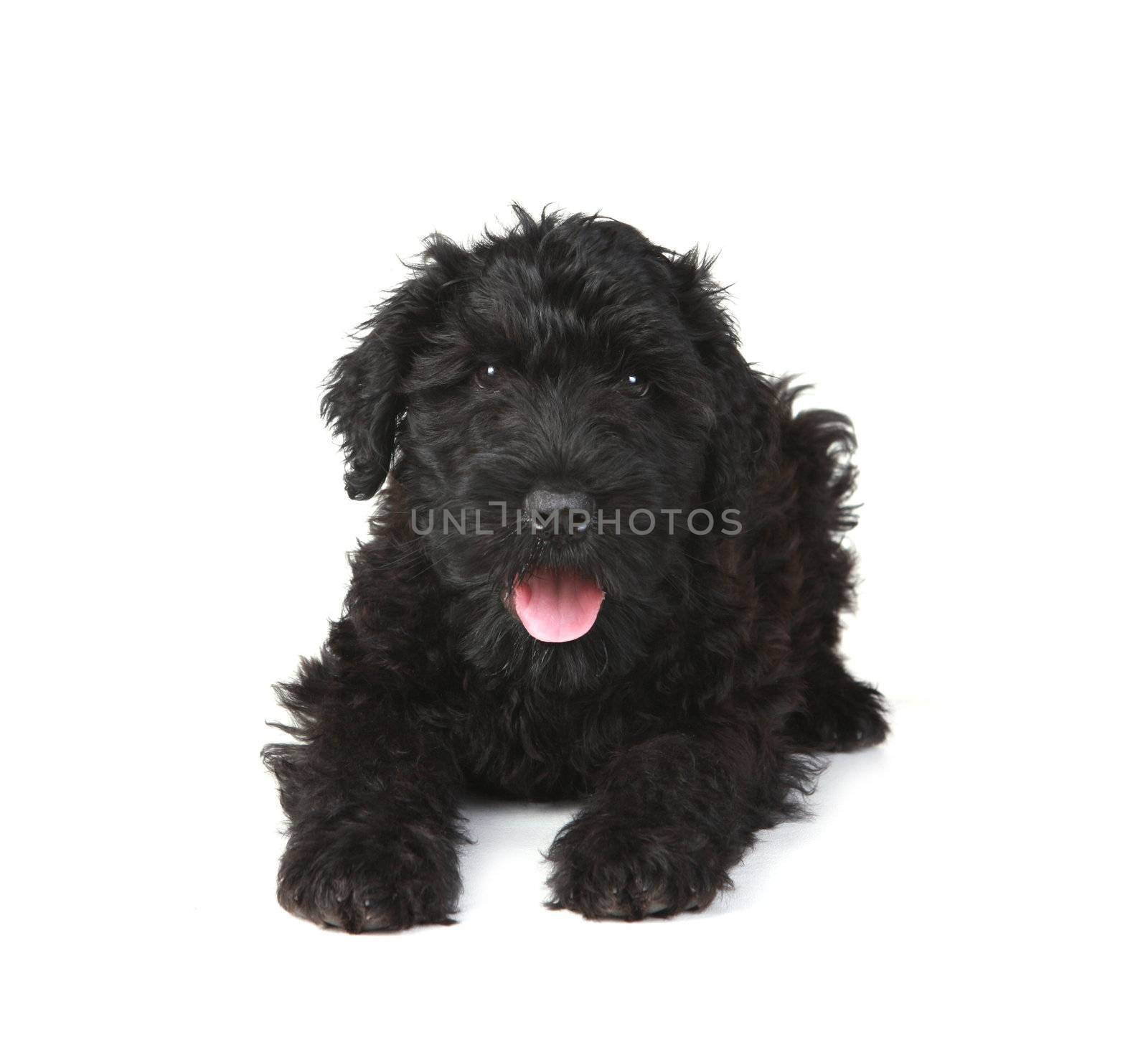 Cute Black Russian Terrier Puppy Dog on White Background by tobkatrina