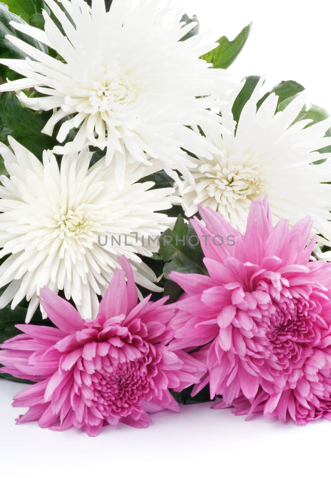 Beautiful Pink and White Chrysanthemum closeup on white background