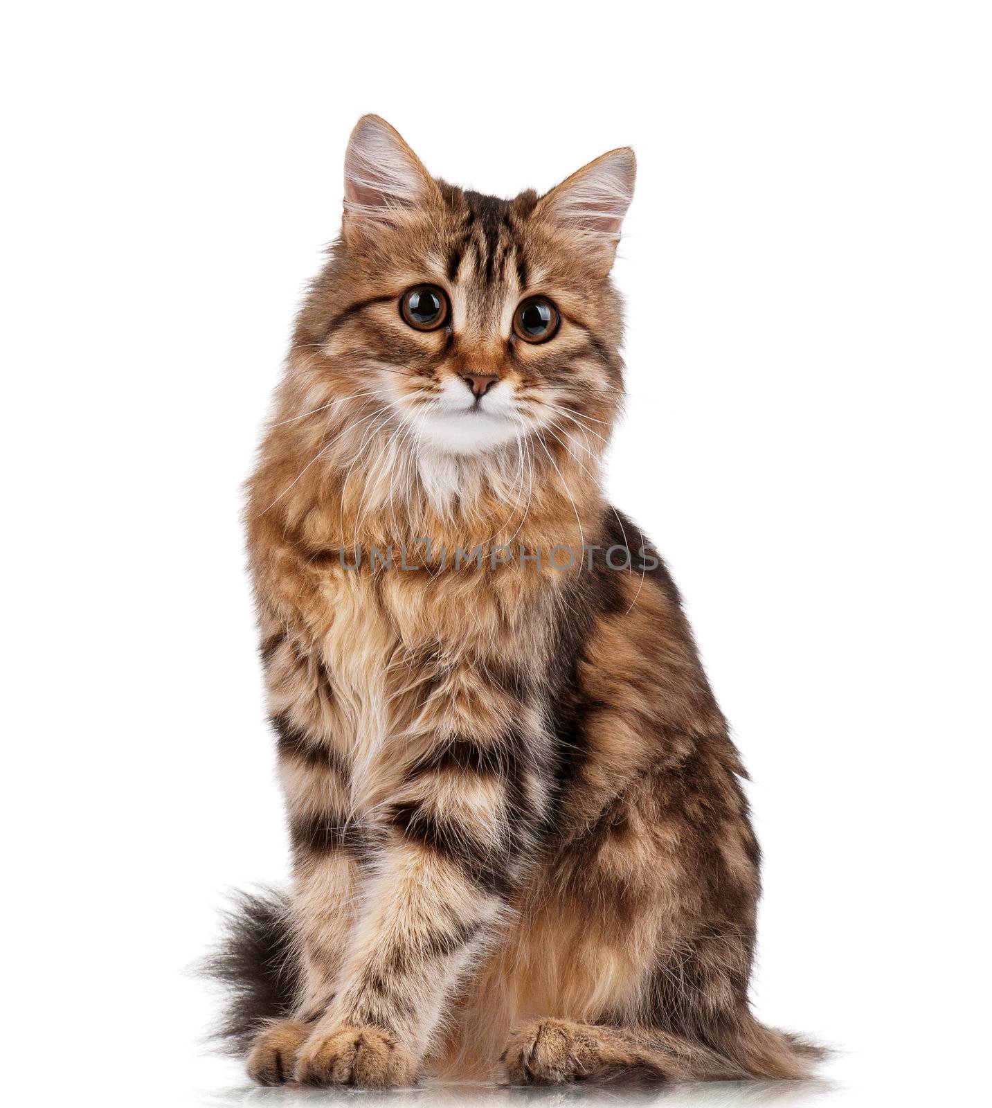 Cute young Siberian cat on white background