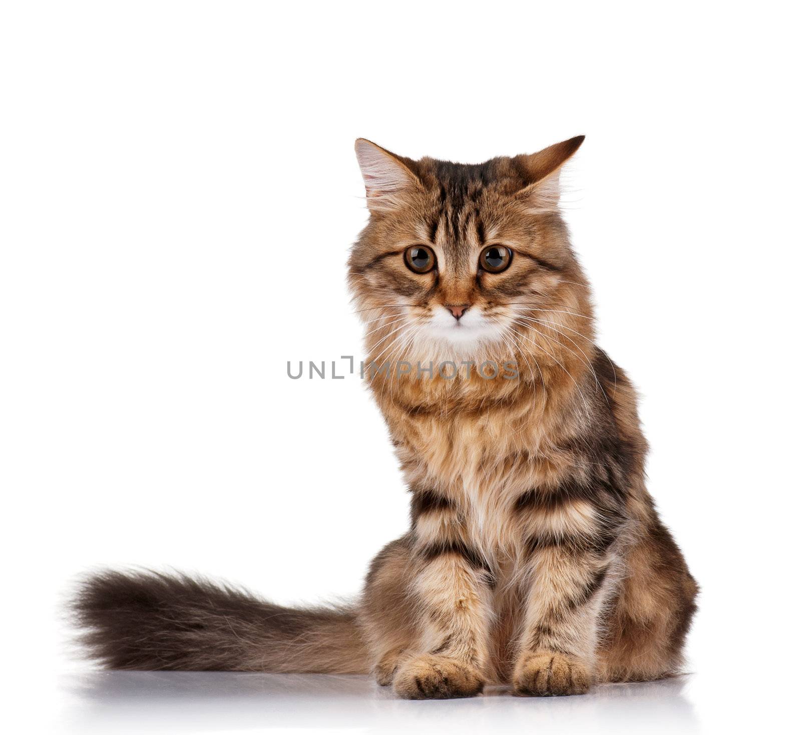 Cute young Siberian cat on white background