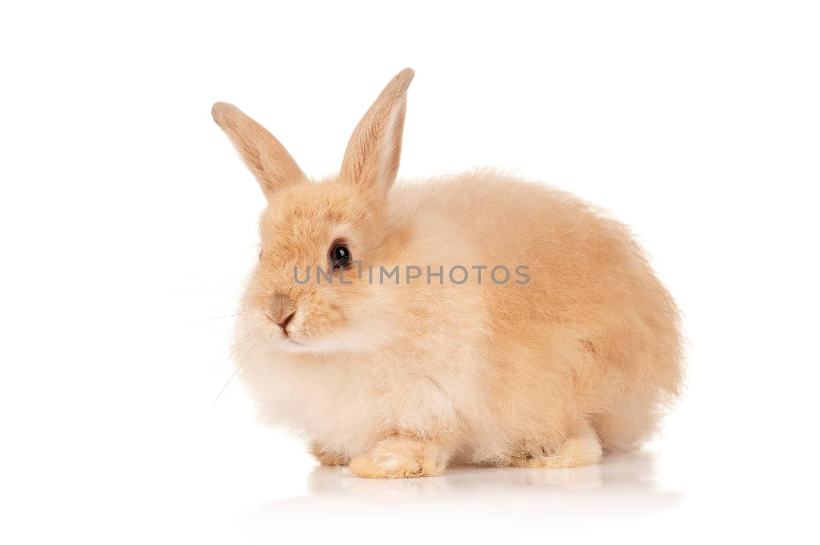 Portrait of adorable rabbit over white background