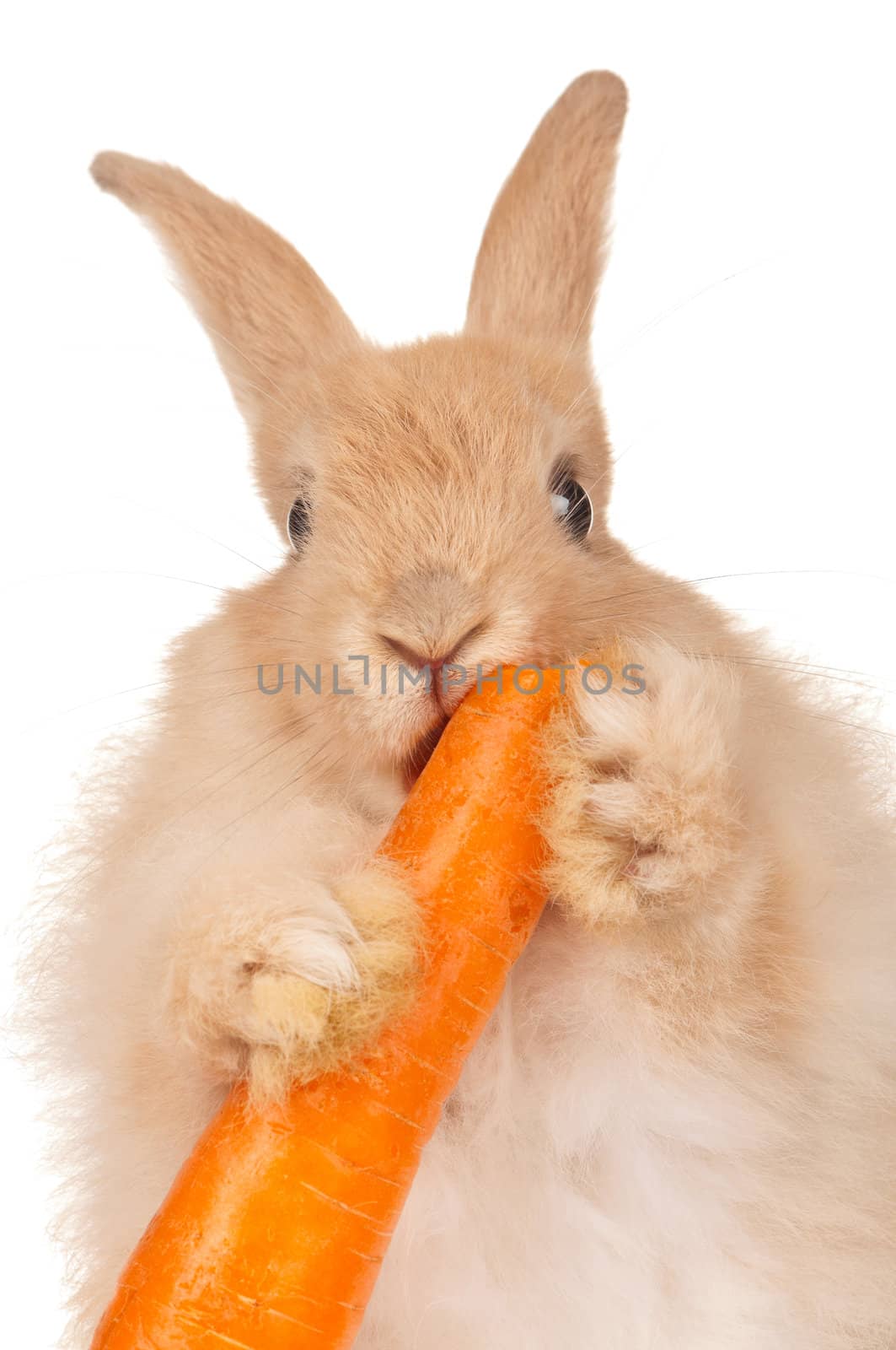 Portrait of adorable rabbit with carrot over white background