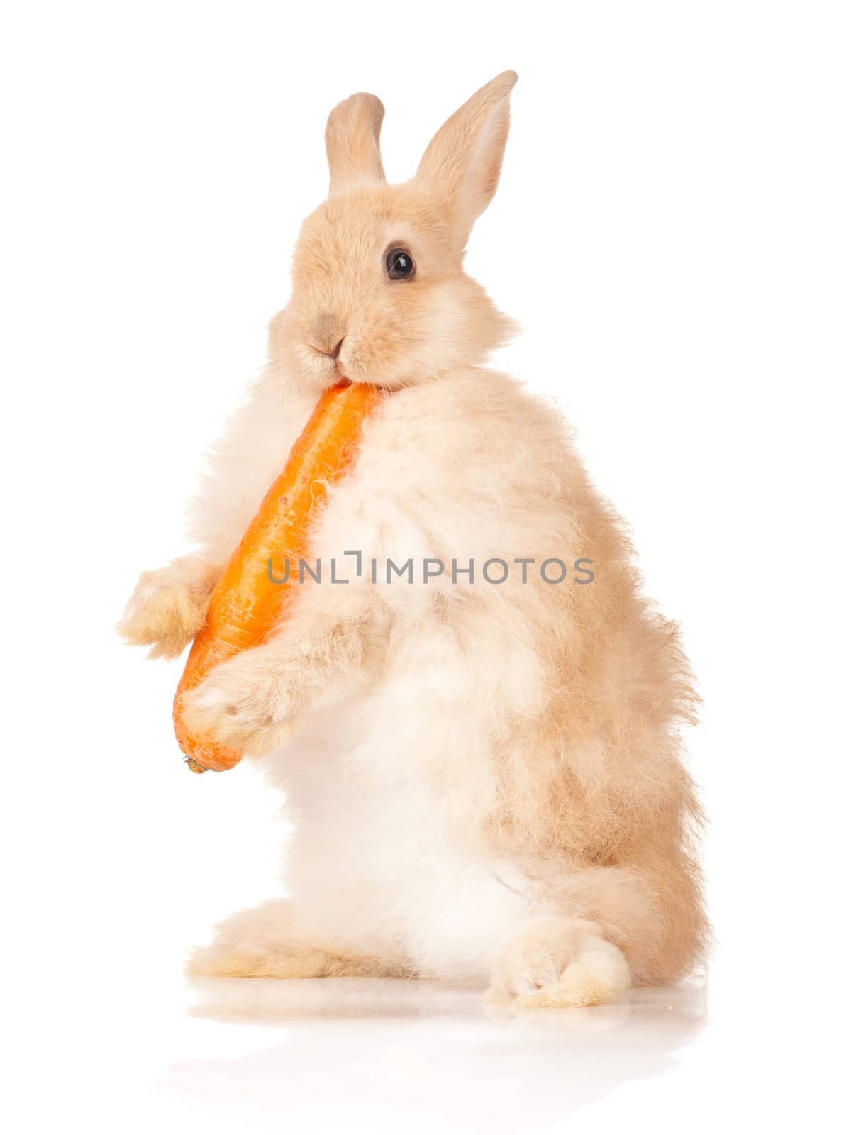 Portrait of adorable rabbit with carrot over white background