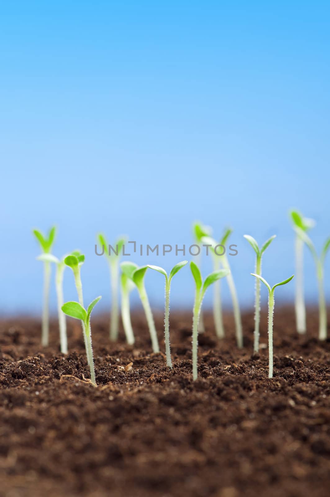 Close-up of green seedling growing out of soil