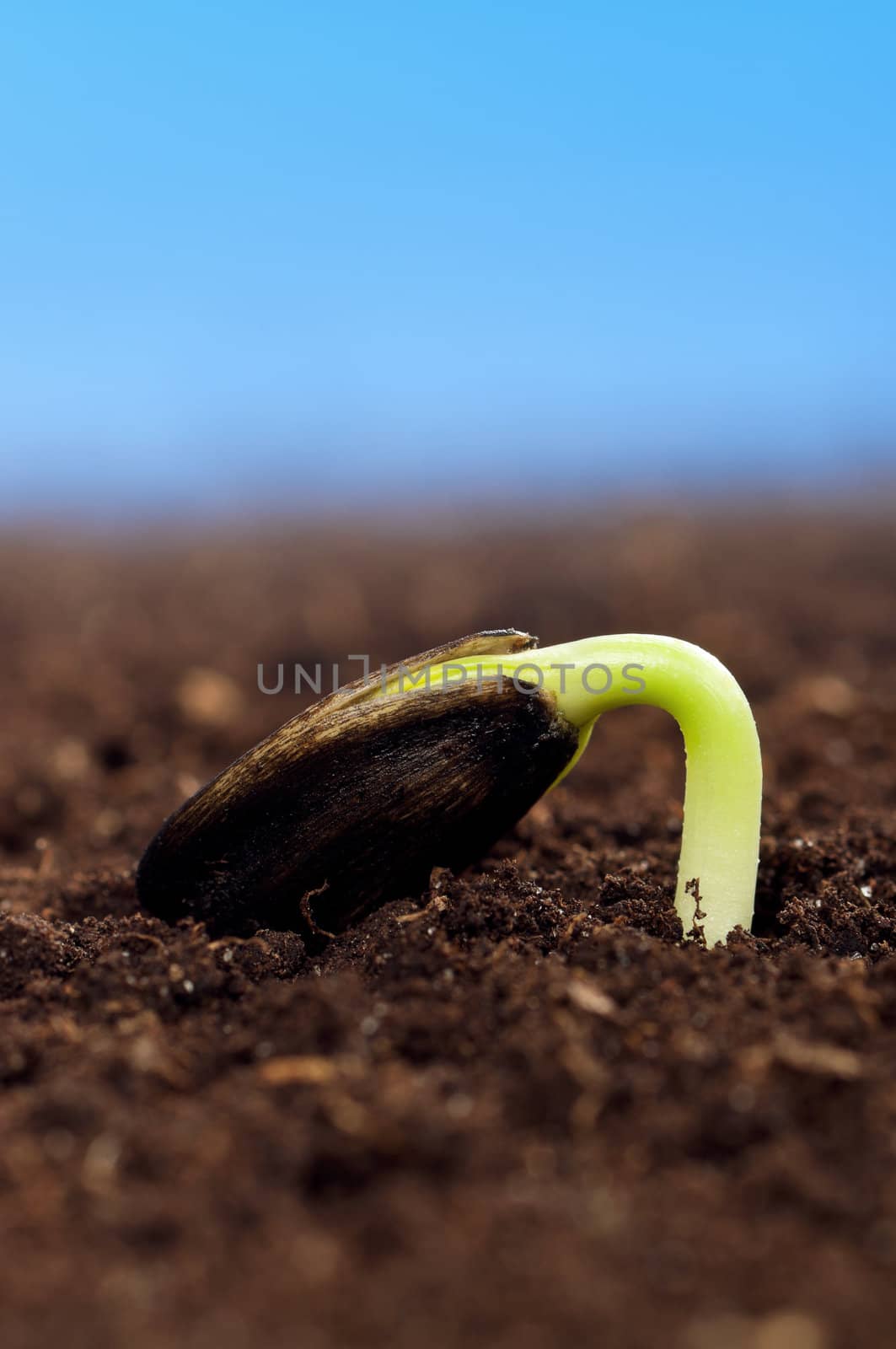 Close-up of seedling of a sunflower growing out of soil
