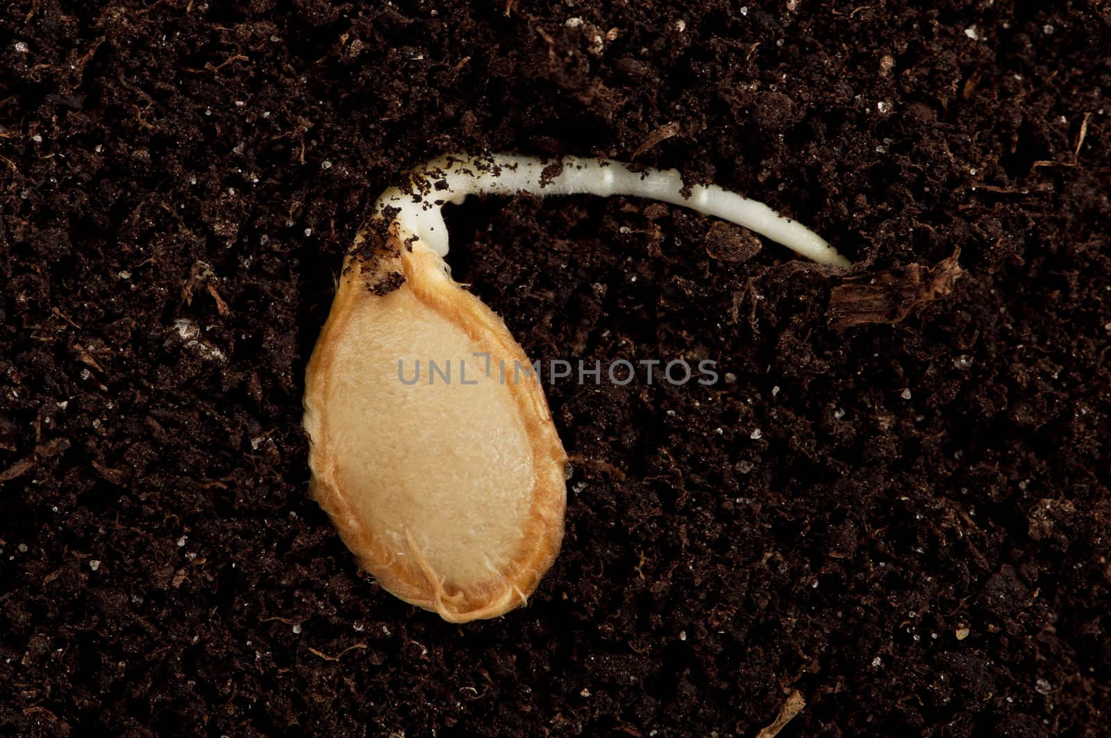 Close-up of seedling of a pumpkin growing in soil